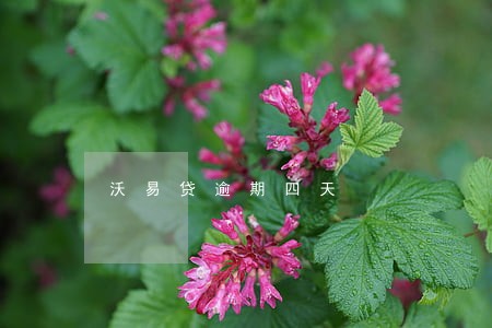 沃易贷逾期四天 沃易贷逾期四天