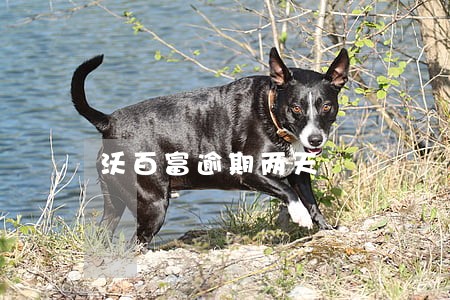 沃百富逾期两天 沃百富逾期两天