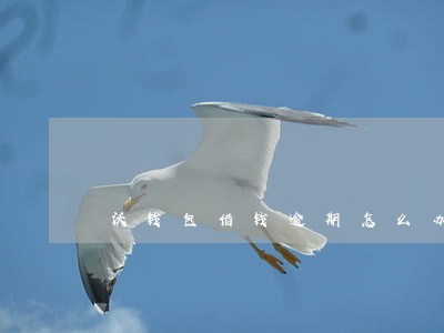 沃钱包借钱逾期怎么办