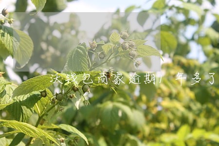 沃钱包商家逾期1年多了 沃钱包商家逾期1年多了