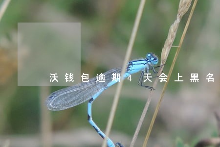 沃钱包逾期4天会上黑名单吗 沃钱包逾期4天会上黑名单吗