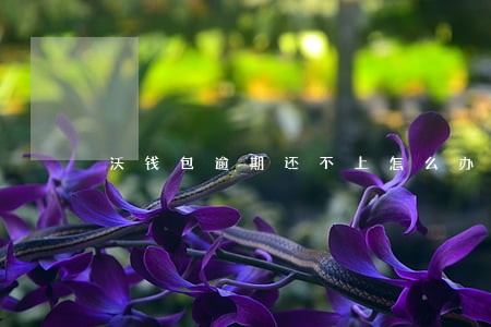 沃钱包逾期还不上怎么办 沃钱包逾期还不上怎么办