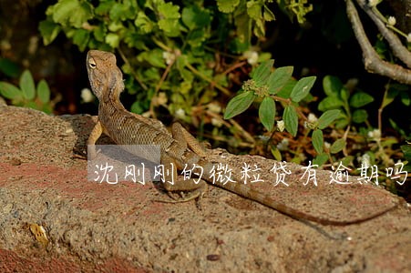 沈刚刚的微粒贷有逾期吗 沈刚刚的微粒贷有逾期吗