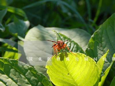 沈北区担保合同纠纷律师 沈北区担保合同纠纷律师