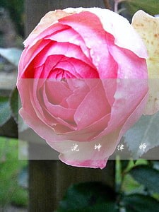 沈坤律师 沈坤律师