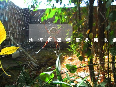 沈河区律师事务所电话 沈河区律师事务所电话