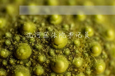 沈河区法院书记员