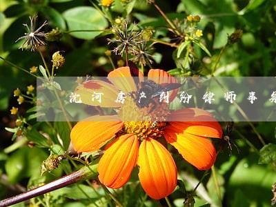 沈河房产纠纷律师事务所 沈河房产纠纷律师事务所