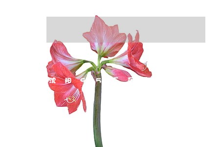 沈阳95万买房逾期