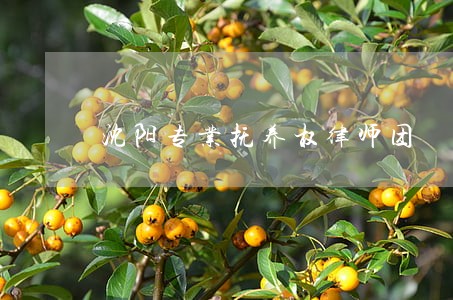 沈阳专业抚养权律师团