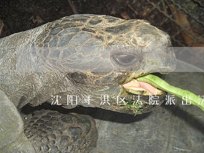 沈阳于洪区法院派出法庭