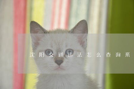 沈阳交通违法怎么查询系统