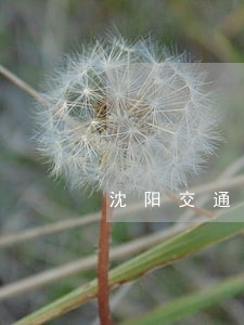 沈阳交通违法查询沈阳交通 沈阳交通违法查询沈阳交通