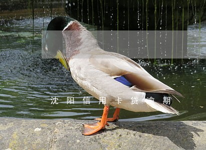 沈阳信用卡贷逾期 沈阳信用卡贷逾期