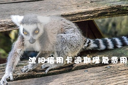 沈阳信用卡逾期修复费用 沈阳信用卡逾期修复费用