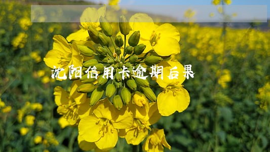 沈阳信用卡逾期后果 沈阳信用卡逾期后果