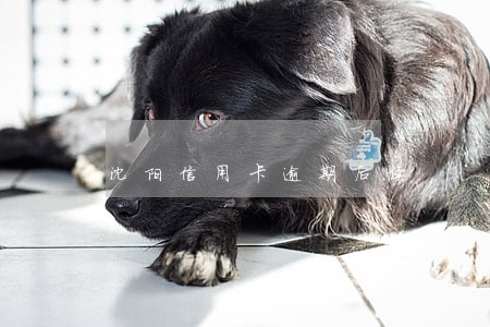沈阳信用卡逾期后续 沈阳信用卡逾期后续