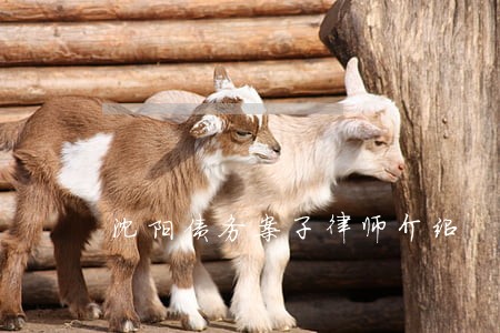 沈阳债务案子律师介绍 沈阳债务案子律师介绍