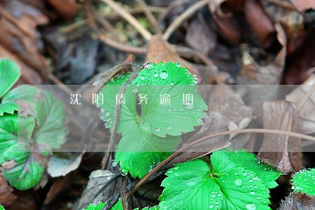 沈阳债务逾期 沈阳债务逾期
