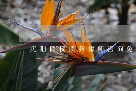 沈阳债权债务律师咨询免费 沈阳债权债务律师咨询免费