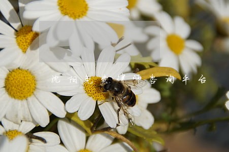 沈阳免费律师咨询平台 沈阳免费律师咨询平台