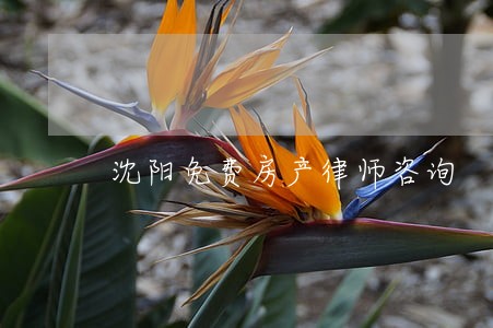 沈阳免费房产律师咨询 沈阳免费房产律师咨询