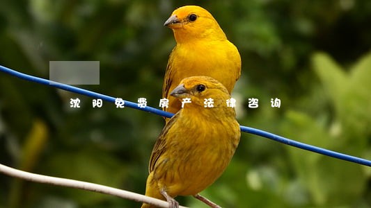 沈阳免费房产法律咨询 沈阳免费房产法律咨询