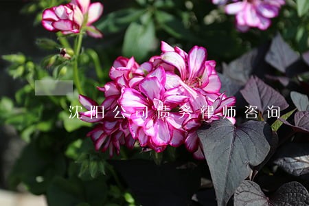 沈阳公司债务律师咨询 沈阳公司债务律师咨询