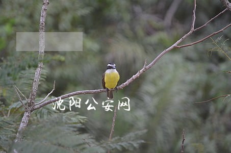 沈阳公安网 沈阳公安网