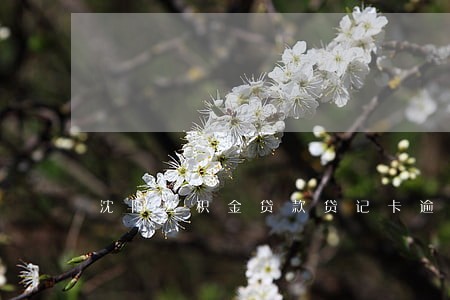 沈阳公积金贷款贷记卡逾期 沈阳公积金贷款贷记卡逾期