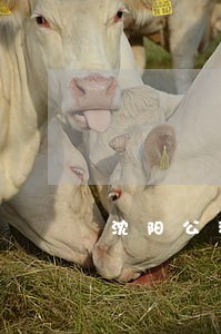 沈阳公积金逾期两天 沈阳公积金逾期两天