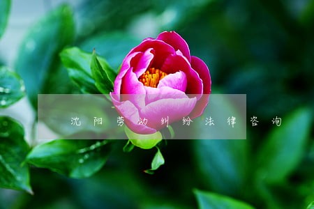 沈阳劳动纠纷法律咨询 沈阳劳动纠纷法律咨询