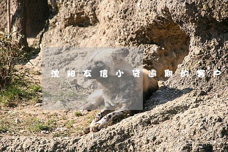 沈阳友信小贷逾期的客户多吗 沈阳友信小贷逾期的客户多吗
