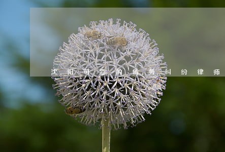 沈阳可靠的债务纠纷律师 沈阳可靠的债务纠纷律师