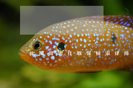 沈阳周边找取保候审律师费用 沈阳周边找取保候审律师费用