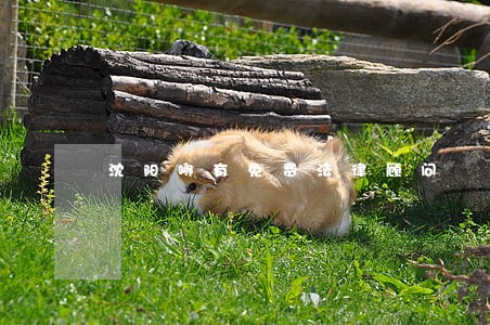 沈阳哪有免费法律顾问 沈阳哪有免费法律顾问