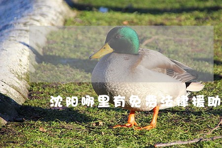 沈阳哪里有免费法律援助