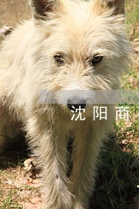 沈阳商事合同纠纷律师 沈阳商事合同纠纷律师