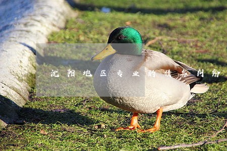 沈阳地区专业的债务纠纷律师 沈阳地区专业的债务纠纷律师