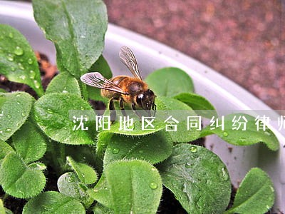 沈阳地区合同纠纷律师预约电话 沈阳地区合同纠纷律师预约电话