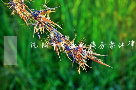 沈阳市专业的债务案件律师 沈阳市专业的债务案件律师