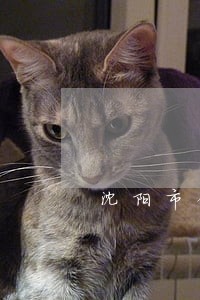 沈阳市债务案件律师电话多少 沈阳市债务案件律师电话多少