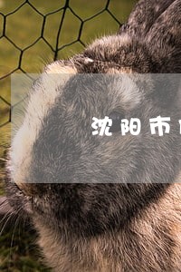 沈阳市债权债务纠纷律师哪个好 沈阳市债权债务纠纷律师哪个好