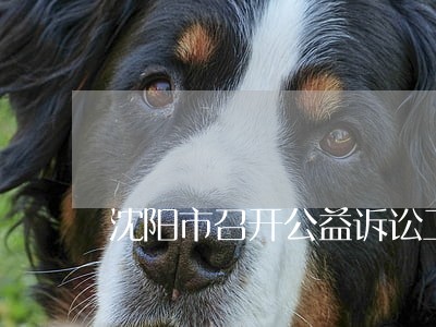 沈阳市召开公益诉讼工作推进会 沈阳市召开公益诉讼工作推进会