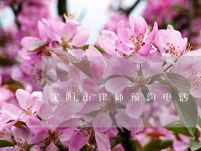 沈阳市律师预约电话