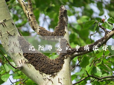 沈阳市怎么申请法律援助 沈阳市怎么申请法律援助