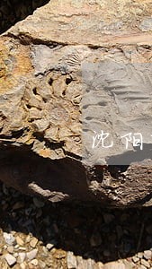 沈阳市找婚姻律师团队 沈阳市找婚姻律师团队