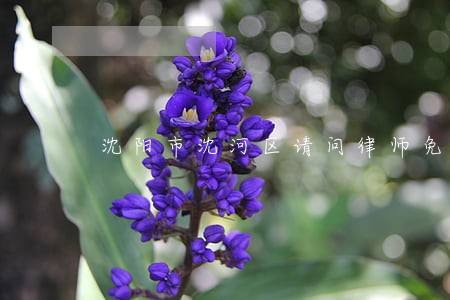 沈阳市沈河区请问律师免费解答 沈阳市沈河区请问律师免费解答