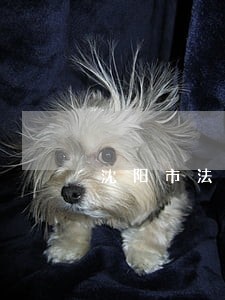 沈阳市法律咨询在线咨询 沈阳市法律咨询在线咨询