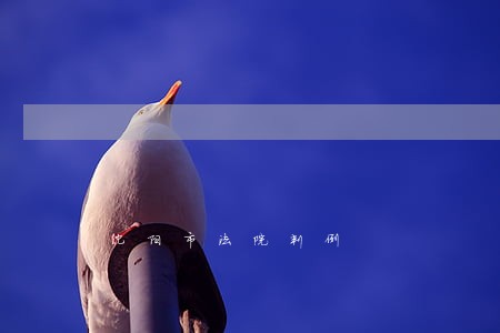 沈阳市法院判例 沈阳市法院判例